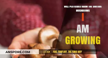 Pesticides and Shiitake Mushrooms: Potential Harm to Your Crop