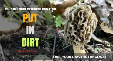 Can Planted Morel Mushrooms Thrive in Soil? A Growth Experiment
