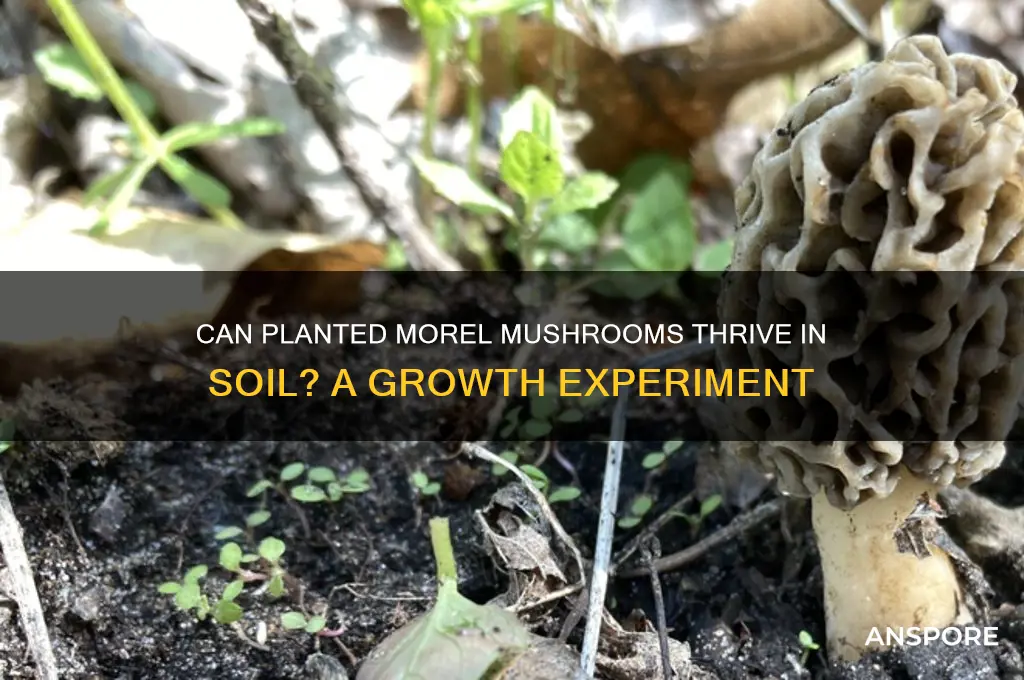 will picked morel mushrooms grow if you put in dirt