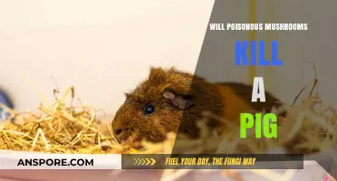 Can Pigs Safely Eat Poisonous Mushrooms? Risks and Facts Revealed