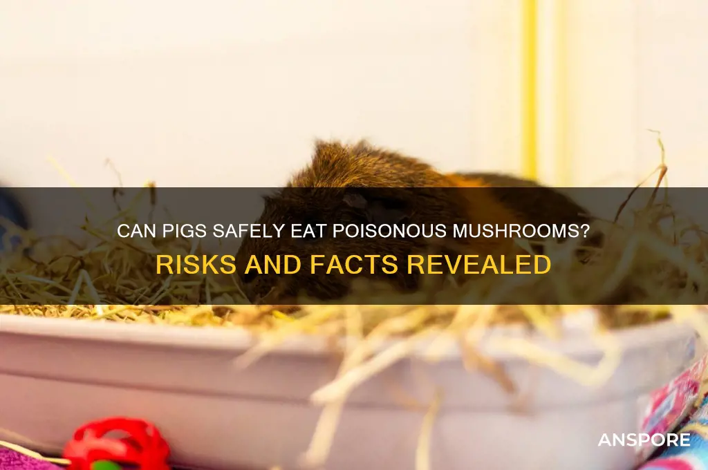 will poisonous mushrooms kill a pig