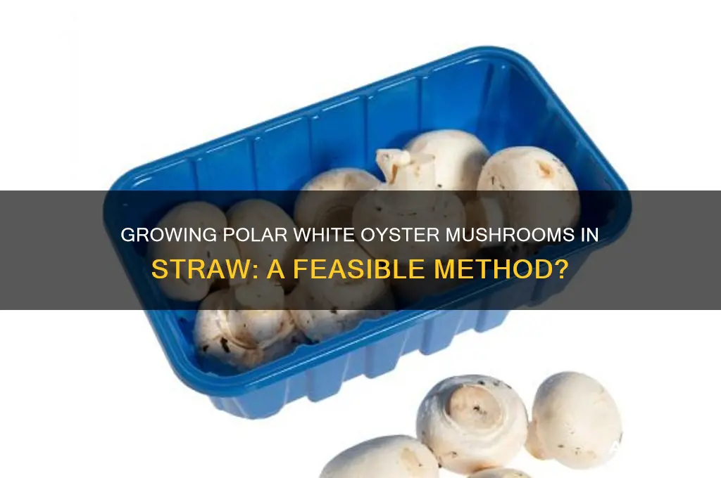 will polar white oyster mushrooms grow in straw
