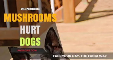 Mushroom Alert: Portabellas and Your Dog's Health