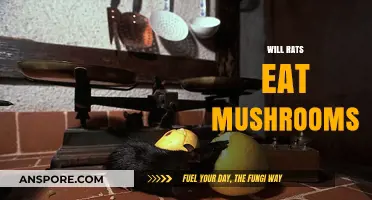 Do Rats Eat Mushrooms? Exploring Rodent Diets and Fungal Consumption