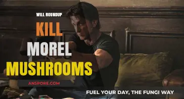 Does Roundup Harm Morel Mushrooms? Exploring the Impact on Fungal Growth