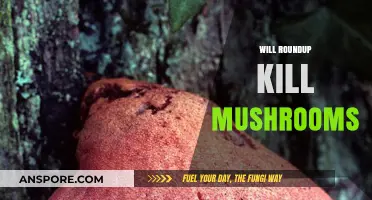 How to Kill Mushrooms with Roundup