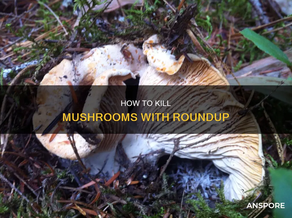 will roundup kill mushrooms