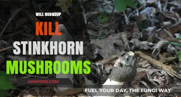 How to Kill Stinkhorn Mushrooms with Roundup