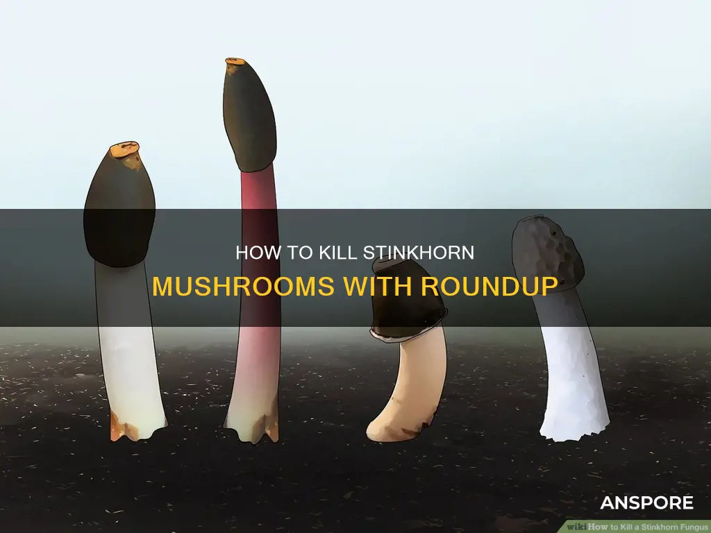 will roundup kill stinkhorn mushrooms