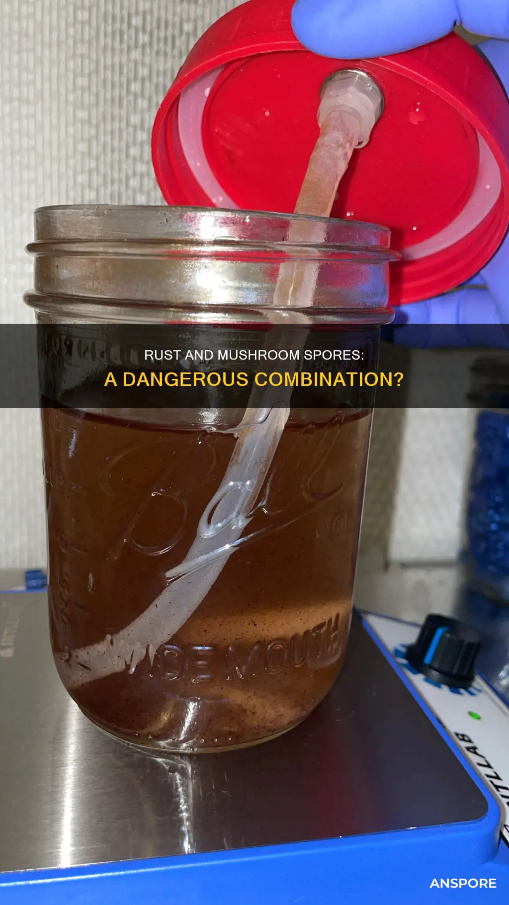 will rust affect mushroom spores