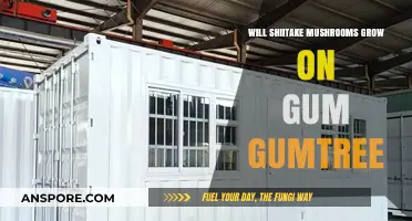 Can Shiitake Mushrooms Thrive on Gum Trees? Exploring Cultivation Possibilities