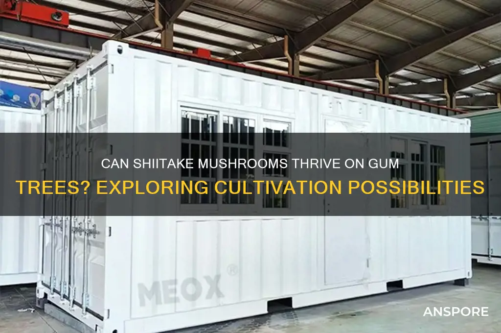 will shiitake mushrooms grow on gum gumtree