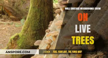 Can Shiitake Mushrooms Thrive on Living Trees? Exploring Cultivation Methods