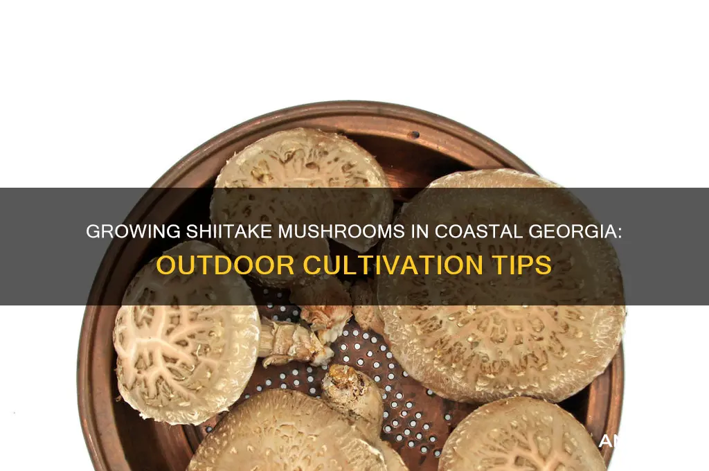 will shitake mushrooms grow outdoors in coastal georgia