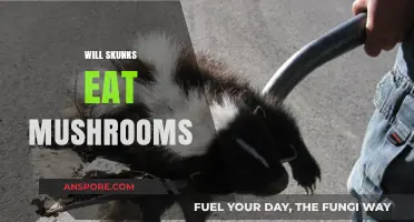 Do Skunks Eat Mushrooms? Exploring Their Diet and Foraging Habits