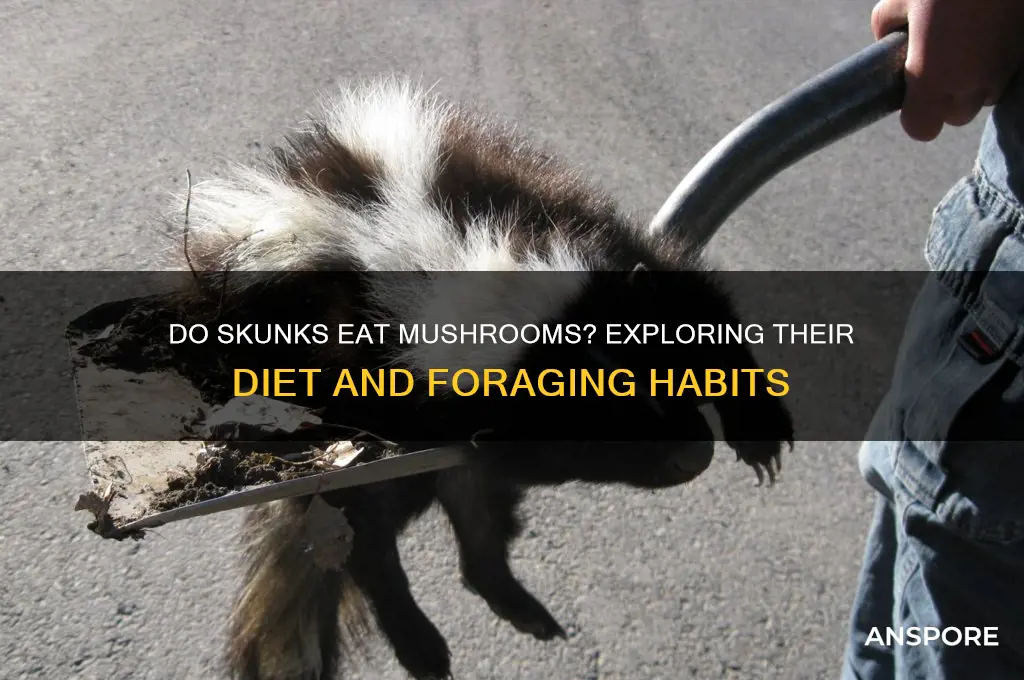 will skunks eat mushrooms