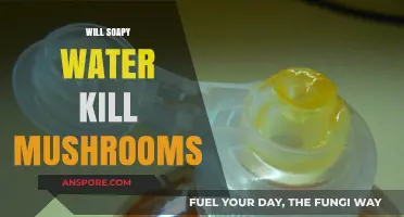 How to Kill Mushrooms with Soapy Water