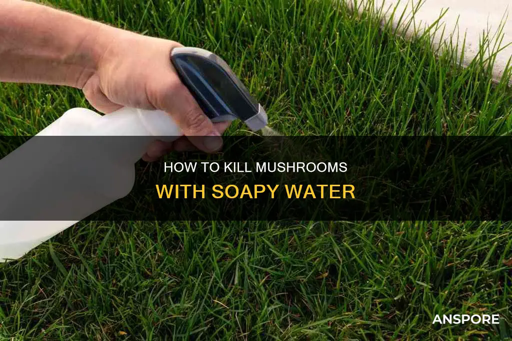 will soapy water kill mushrooms