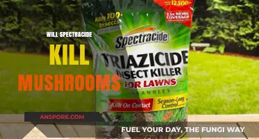 How to Kill Mushrooms with Spectracide?