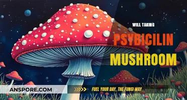 Microdosing Magic Mushrooms: A Safe and Healthy Practice?