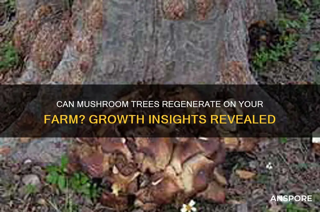 will the mushroom tree grow back on my farm