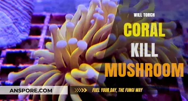 Torch Coral and Mushrooms: A Deadly Mix?