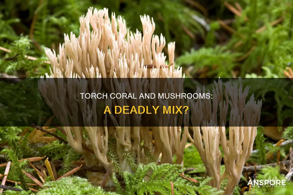 will torch coral kill mushrooms