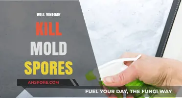 Does Vinegar Effectively Kill Mold Spores? A Comprehensive Guide