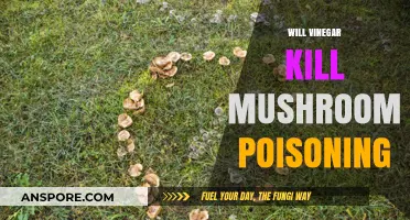 Can Vinegar Neutralize Mushroom Poisoning? Facts and Myths Explained