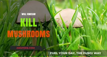 How to Kill Mushrooms with Vinegar?