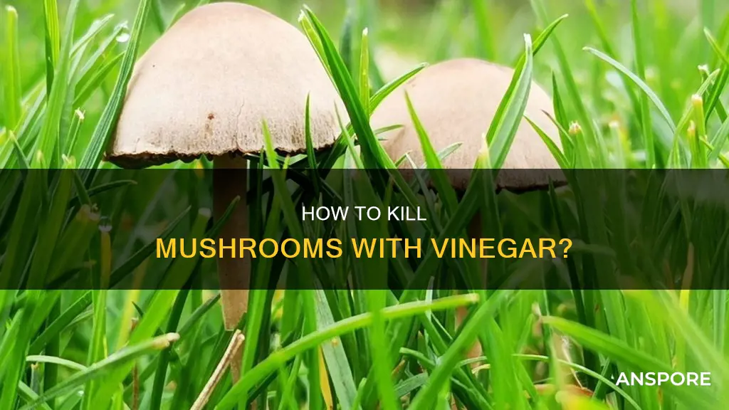 will vinegar kill mushrooms