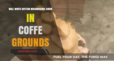 Can White Button Mushrooms Thrive in Coffee Grounds? Exploring Growth Potential