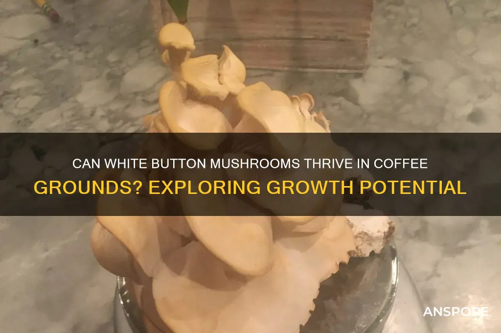 will white button mushrooms grow in coffe grounds