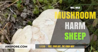 Wild Mushrooms: Are They Harmful to Sheep?