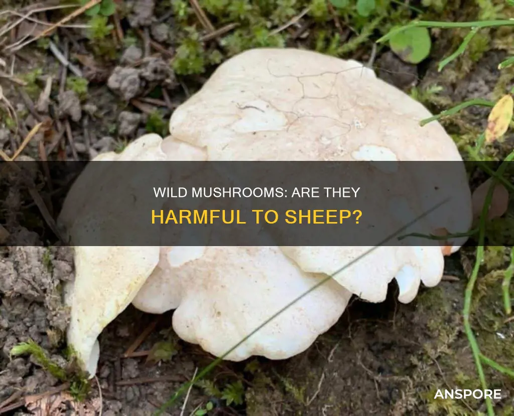 will wild mushrooms harm sheep