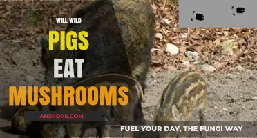 Do Wild Pigs Eat Mushrooms? Exploring Their Foraging Habits