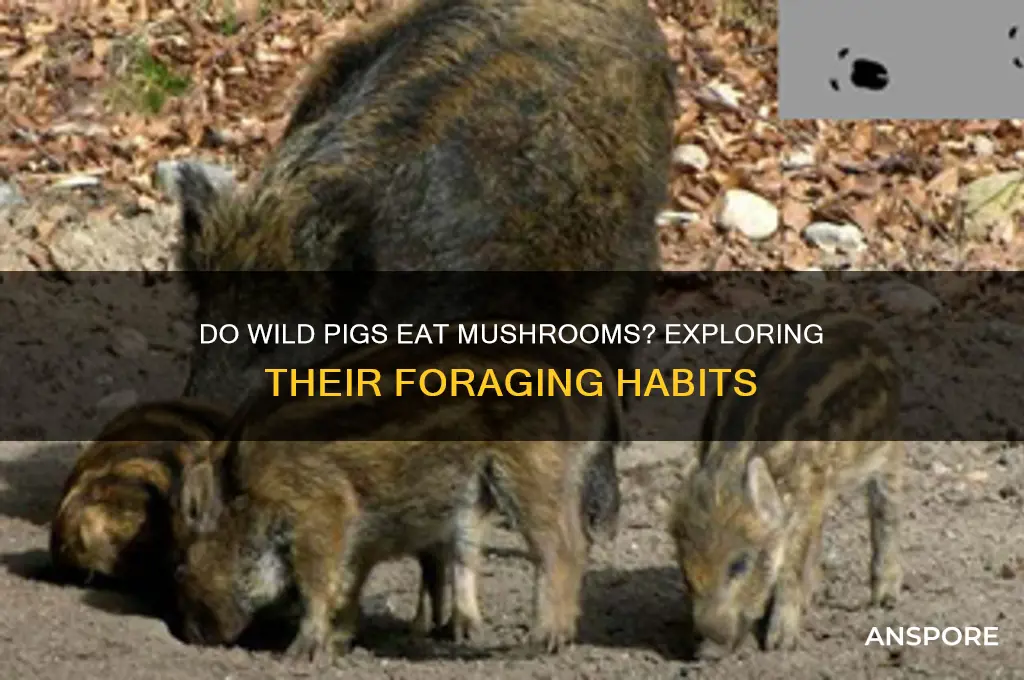 will wild pigs eat mushrooms