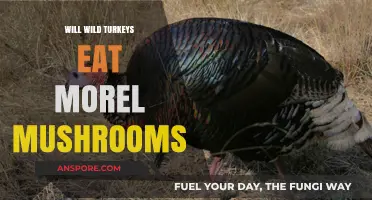 Do Wild Turkeys Feast on Morel Mushrooms? Exploring Their Diet