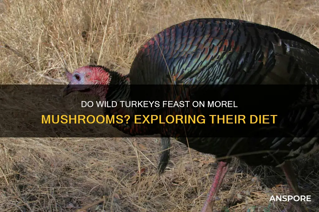 will wild turkeys eat morel mushrooms