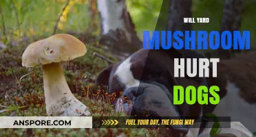Mushrooms in Yards: Are They Dangerous for Dogs?
