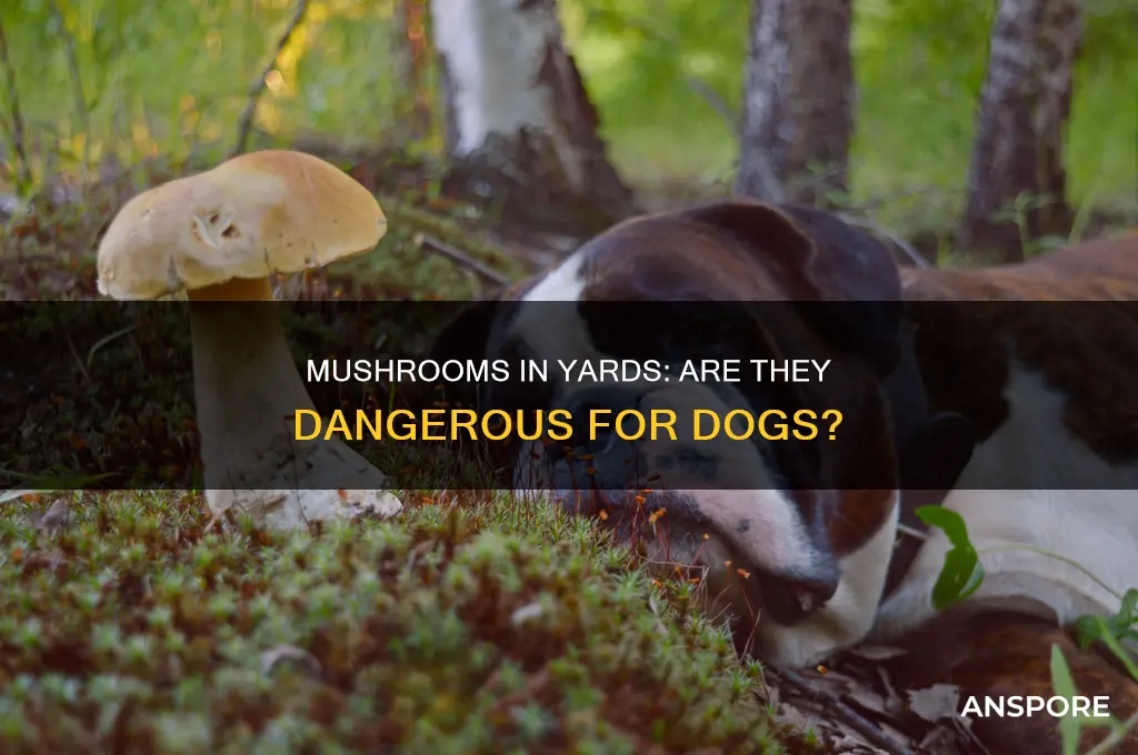 will yard mushrooms hurt dogs