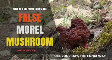 False Morel Dangers: Can One Mushroom Be Deadly?