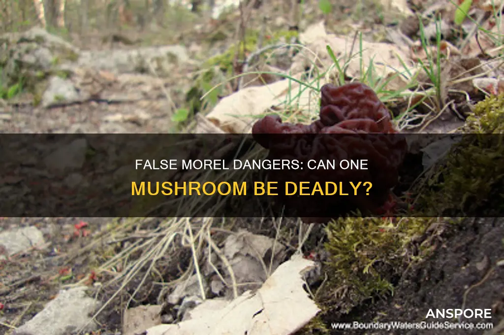 will you die from eating one false morel mushroom