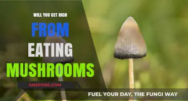 Can Eating Mushrooms Get You High? Facts vs. Fiction Explained