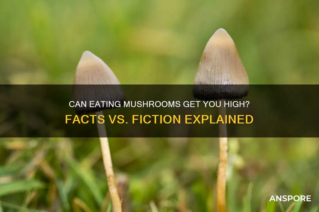 will you get high from eating mushrooms