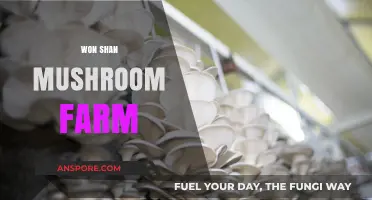 Mushroom Farm Tour: Won Shan's Secrets