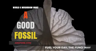 Can Mushrooms Fossilize? Exploring Their Potential as Ancient Remains