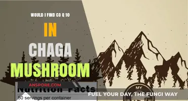 Chaga Mushroom and CoQ10: Exploring Their Nutritional Connection