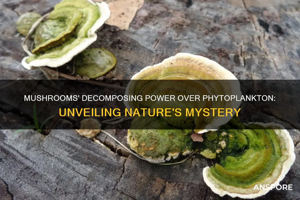would mushrooms decompose phytoplanton